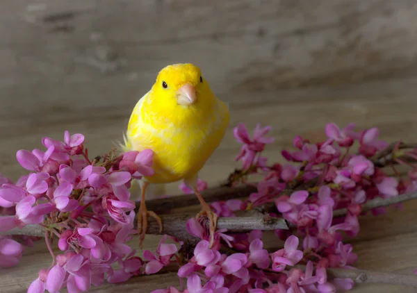 Kanarienvogel. — Stockfoto