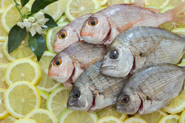 Fresh sea fish. — Stock Photo, Image