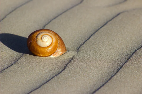 Dunas e concha do mar . — Fotografia de Stock