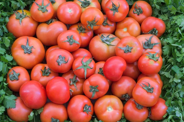 Tomates. —  Fotos de Stock