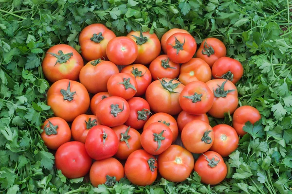 Tomater. — Stockfoto