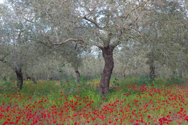 Olive trees.