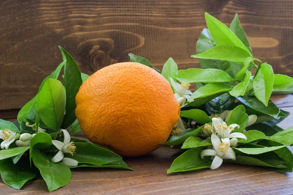 Orangenfrucht und Orangenzweig. — Stockfoto