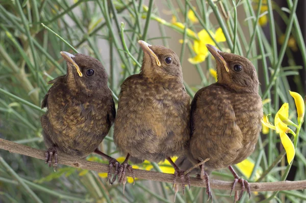 Chicks on a branch. — Stock Photo, Image