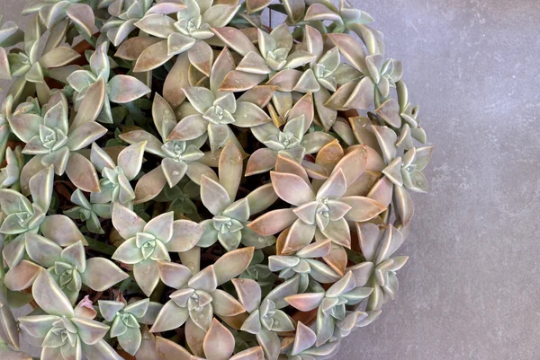 Plantas suculentas em um fundo cinza . — Fotografia de Stock