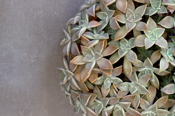 Plantas suculentas em um fundo cinza . — Fotografia de Stock