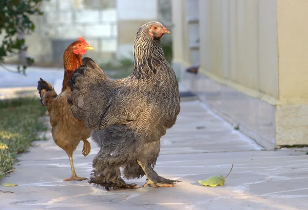Promenades de poulet à la ferme . — Photo