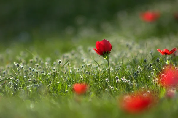 Spring flowers, anemones. — Stock Photo, Image