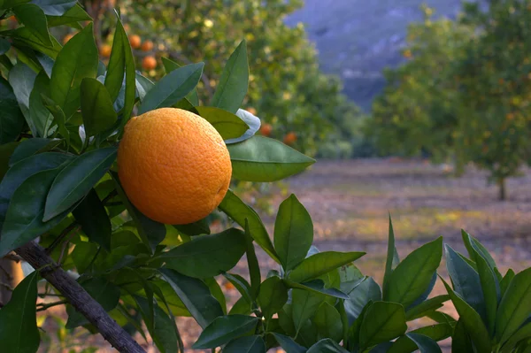 Апельсин на гілці . — стокове фото