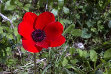 Kırmızı anemone. Bahar çiçekleri.