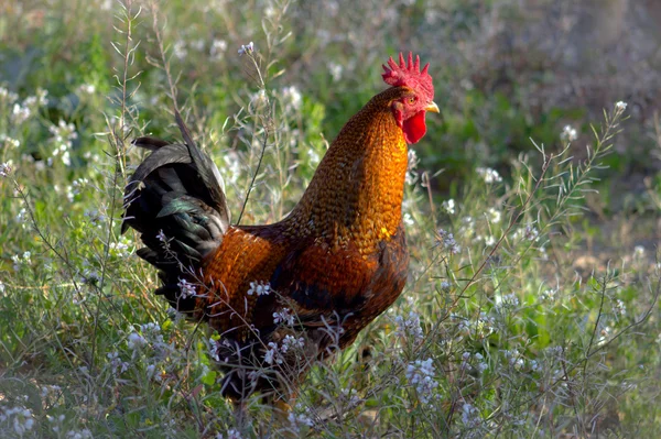 Oeuf de Pâques dans le nid. — Photo