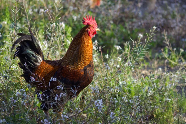 Uovo di Pasqua nel nido. — Foto Stock