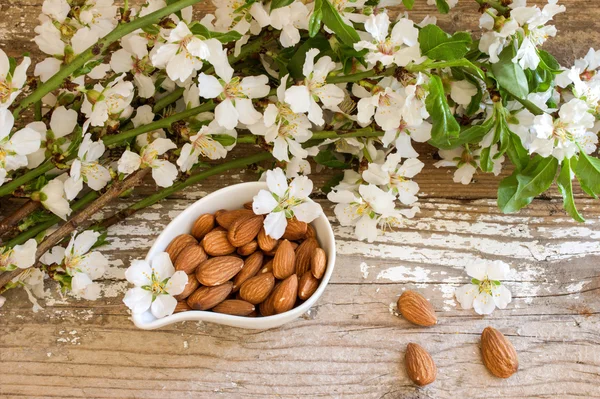 Amêndoas. Flores de amêndoa . — Fotografia de Stock