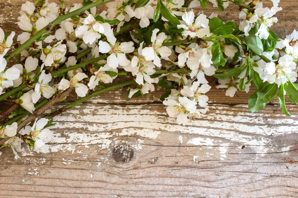 Flori de migdale. Spring background . — Fotografie, imagine de stoc