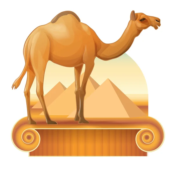 Egypt, camel, pyramid — Stock Vector