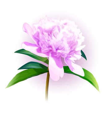 hafif bir arka plan üzerinde bir Şakayık vektör görüntü