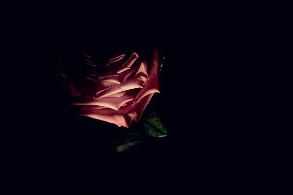 Rosa Vermelha Espaço Escuro Vazio Parcialmente Iluminado Por Uma Gota — Fotografia de Stock