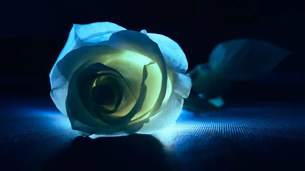 Rose Blanche Dans Obscurité Éclairée Par Une Lumière Vive Couchée — Photo