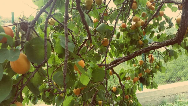 Árbol Con Frutas Melocotón Naturaleza Fondo Foto Orgánica — Foto de Stock