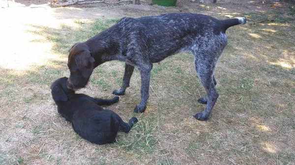 Hond Duitse Wijzer Boerderij Foto Achtergrond — Stockfoto