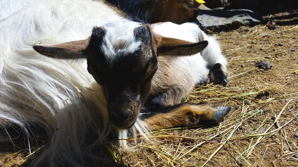 Little goat, baby animal photo at the farm.
