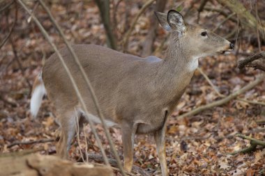 Geyik ile güzel arka plan