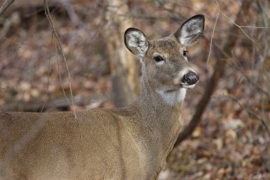 Kameraya meyilli bir geyik ile resim