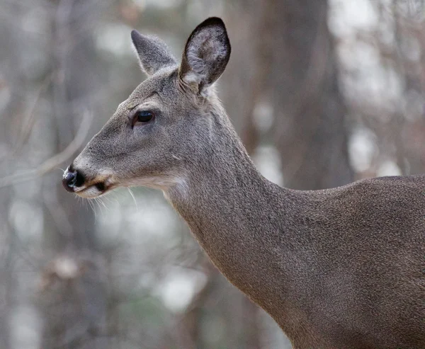 Beautiful isolated photo of a deer — Stock Photo, Image