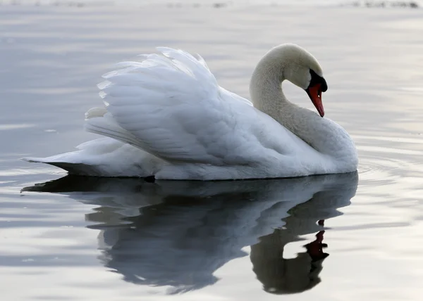 Bela foto de um cisne na água calma — Fotografia de Stock