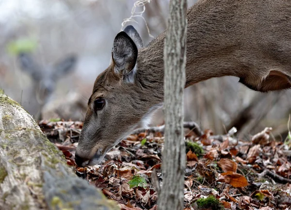 Krásný záběr jelenů, hledání něco — Stock fotografie