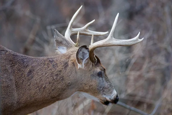 Primer plano del hermoso ciervo macho con cuernos — Foto de Stock