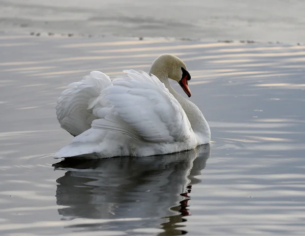 Fundo bonito com o cisne no lago — Fotografia de Stock