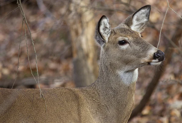 Portrait of a beautiful deer — Stock Photo, Image