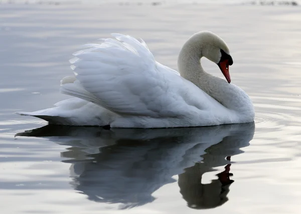 Beautiful photo of a swan in the calm water — Stock Image Beautiful photo of a swan in the calm water Stock Photo