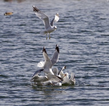 Fotoğraf martı'nın mücadele