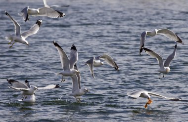 Onu yakala. Martılar yemek için savaşıyorlar