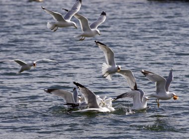 Bir martı diğerinden daha şanslı
