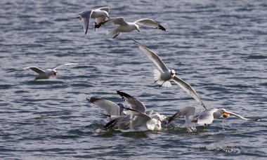 Şanslı martı gıda almıştır