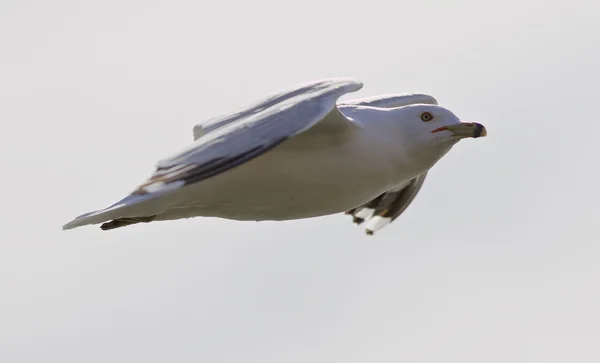 Hermosa foto aislada de la gaviota voladora — Foto de Stock