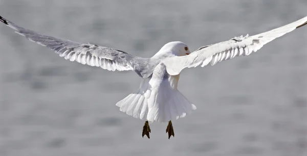 Imagem bonita com a gaivota em voo — Fotografia de Stock
