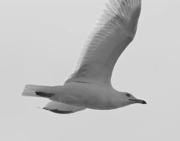 Foto en blanco y negro de una gaviota voladora — Foto de Stock