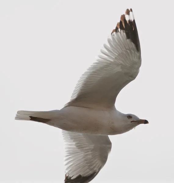 Hermosa gaviota está volando en el cielo — Foto de Stock