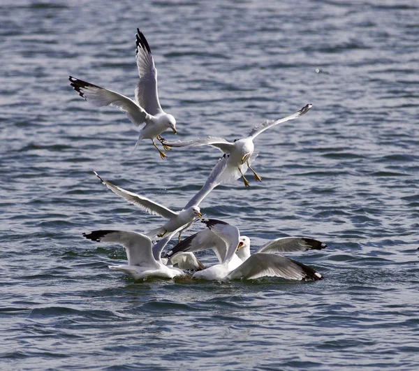Foto della lotta del gabbiano nel lago per il cibo — Foto Stock