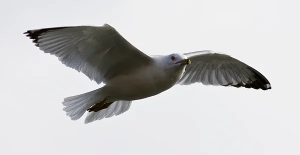 Прекрасная самоуверенная чайка летит — стоковое фото