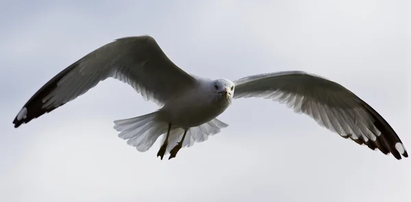 Fundo bonito com a gaivota voando — Fotografia de Stock