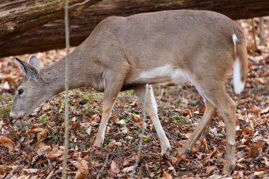 Ormanda yapraklarını yiyen bir geyik ile görüntü