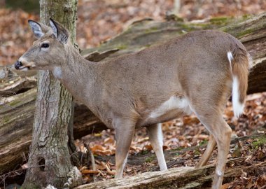 Bir geyik ormandaki fotoğrafı