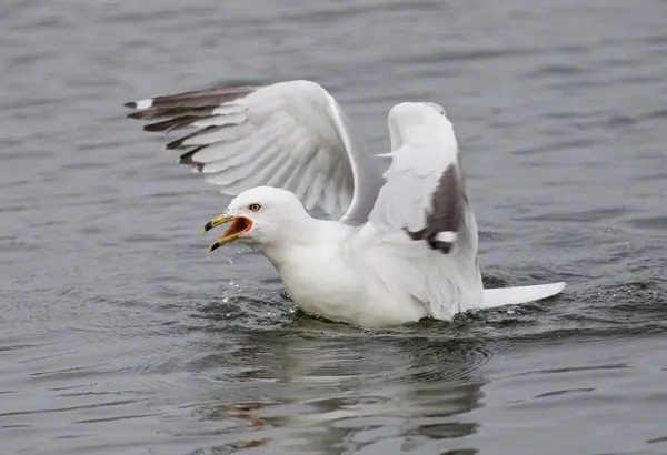 Mooie foto van de schreeuwende expressieve meeuw in het water — Stockfoto