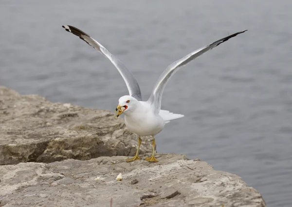 Śmieszne zdjęcie Gull z żywności na brzegu — Zdjęcie stockowe