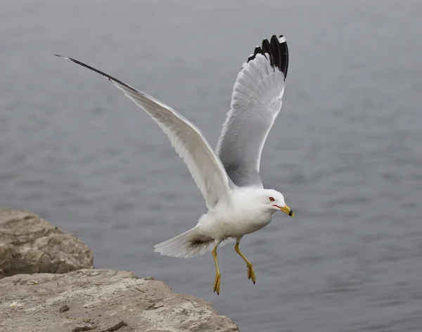 Vackert foto av den mås ta bort från stranden — Stockfoto